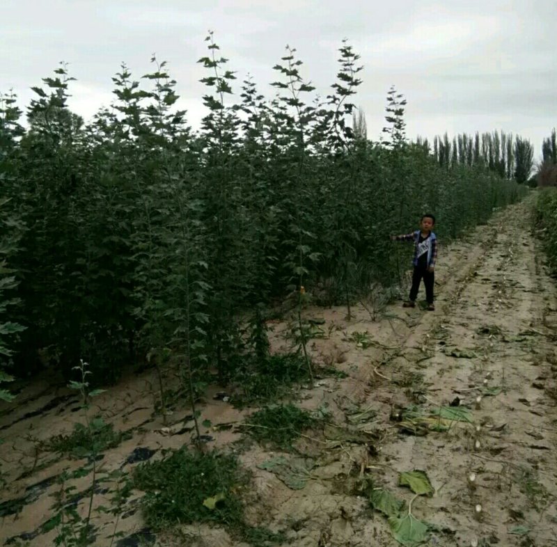 新疆杨杨树杨树新疆杨树苗顶天杨甘肃玉门种植基地