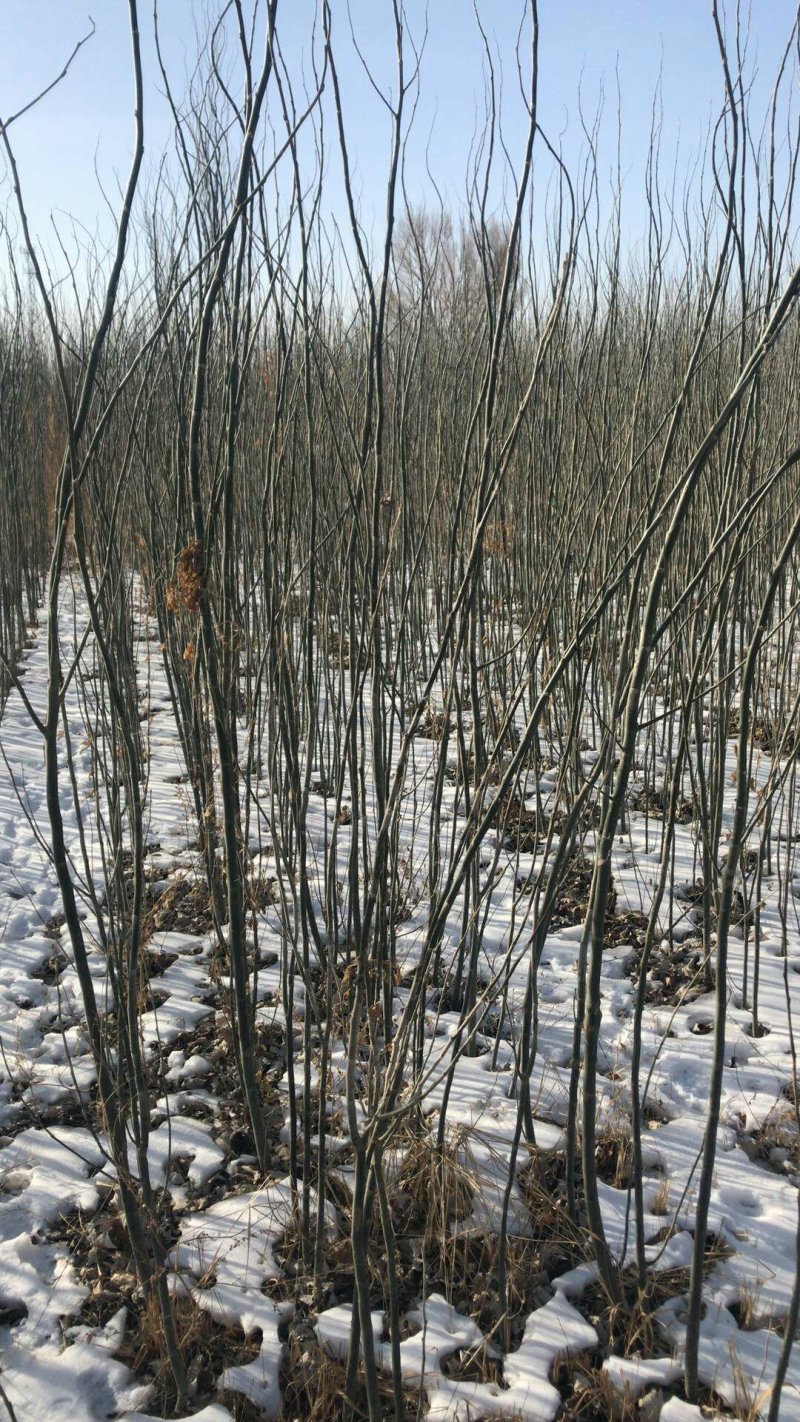 新疆杨杨树杨树新疆杨树苗顶天杨甘肃玉门种植基地