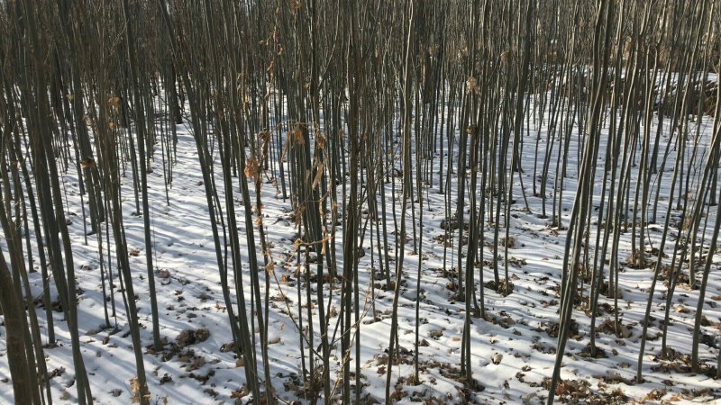 新疆杨杨树杨树新疆杨树苗顶天杨甘肃玉门种植基地