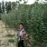 新疆杨杨树杨树新疆杨树苗顶天杨甘肃玉门种植基地