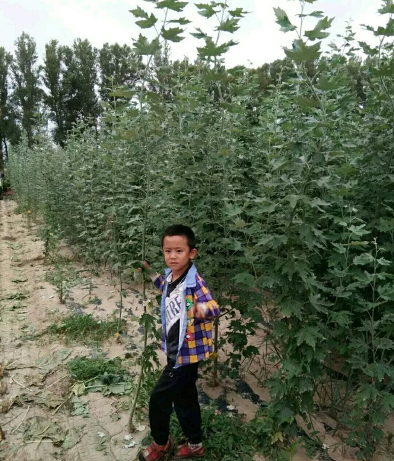 新疆杨杨树杨树新疆杨树苗顶天杨甘肃玉门种植基地
