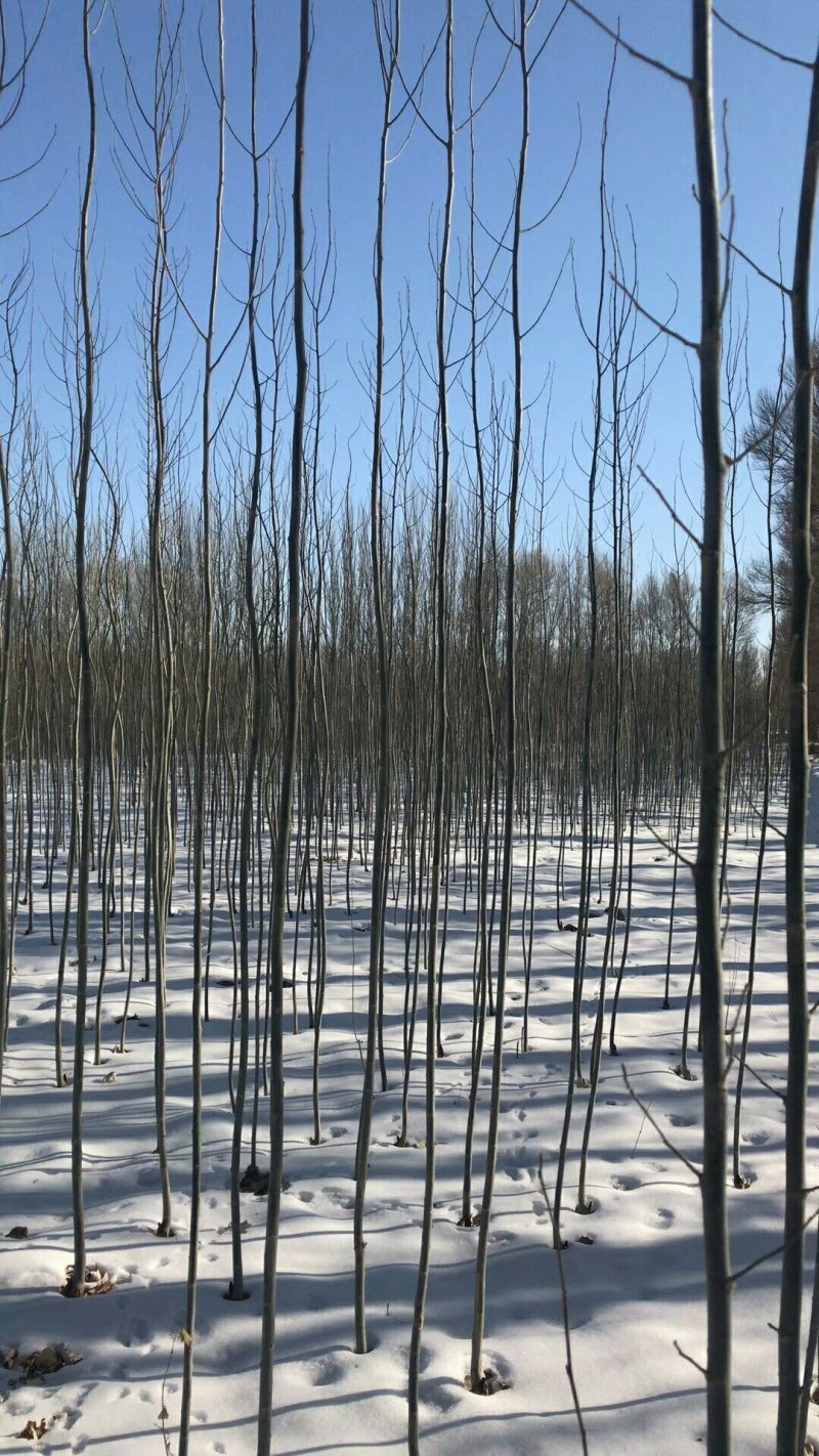 新疆杨杨树杨树新疆杨树苗顶天杨甘肃玉门种植基地