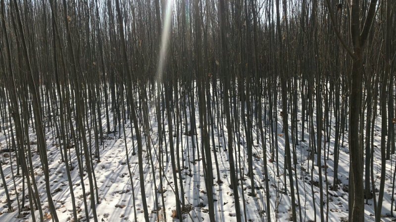 新疆杨杨树杨树新疆杨树苗顶天杨甘肃玉门种植基地