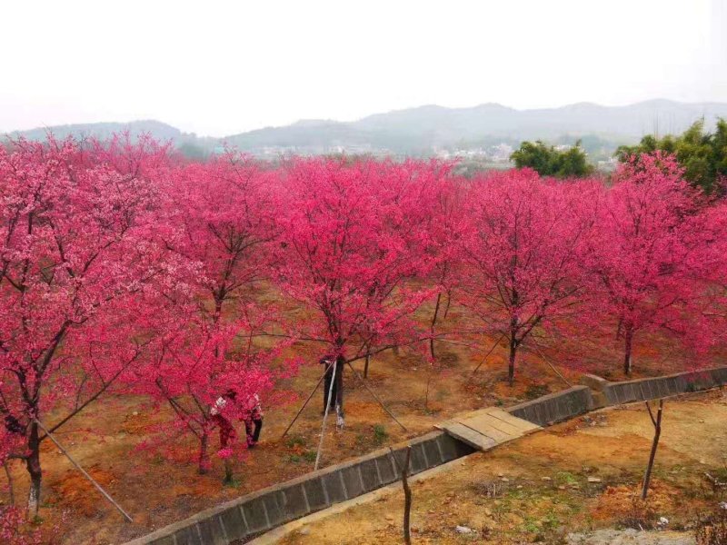 樱花苗永福基地直销一手货源长期供应欢迎参观指导
