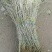 沙枣苗甘肃酒泉沙枣苗子种植当年沙枣苗两年沙枣苗价格便宜
