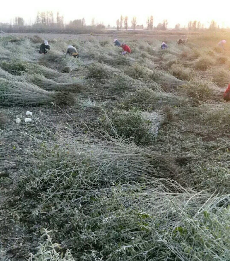沙枣苗甘肃酒泉沙枣苗子种植当年沙枣苗两年沙枣苗价格便宜