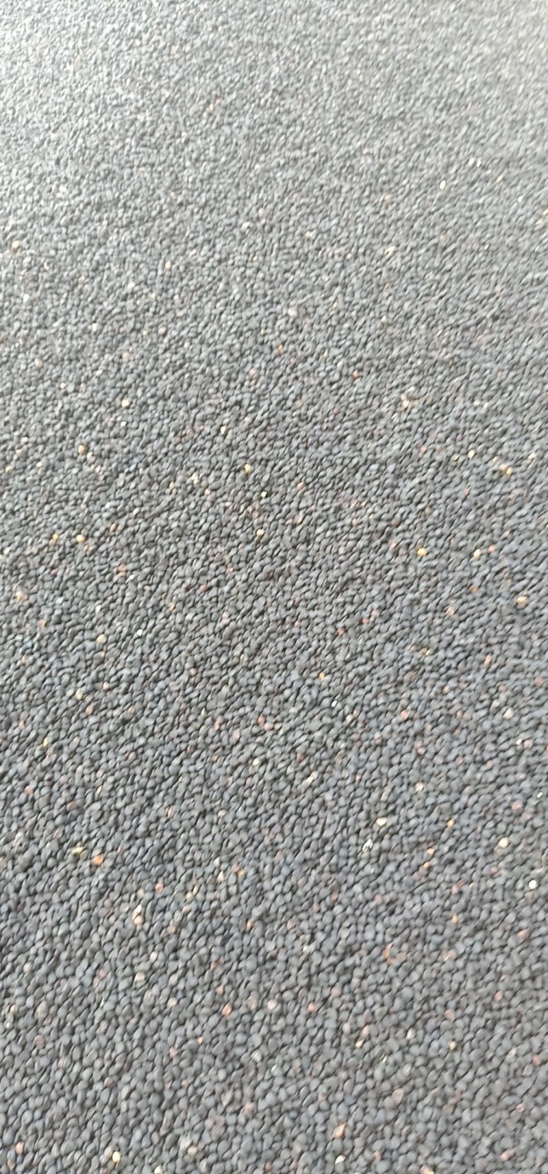 牵牛子