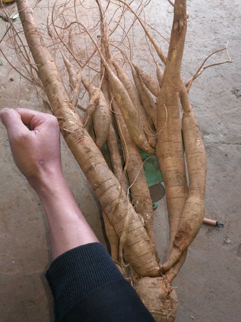 [推荐]小叶牛大力鲜薯，大量供应牛大力干片中大叶牛