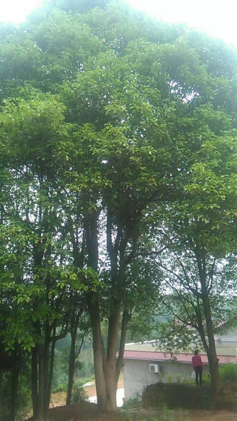 丛生香樟