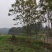 蓝花楹10-30公分的