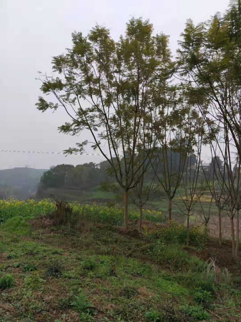 蓝花楹10-30公分的