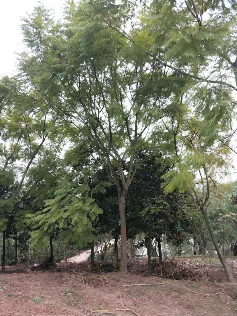 蓝花楹10-30公分的