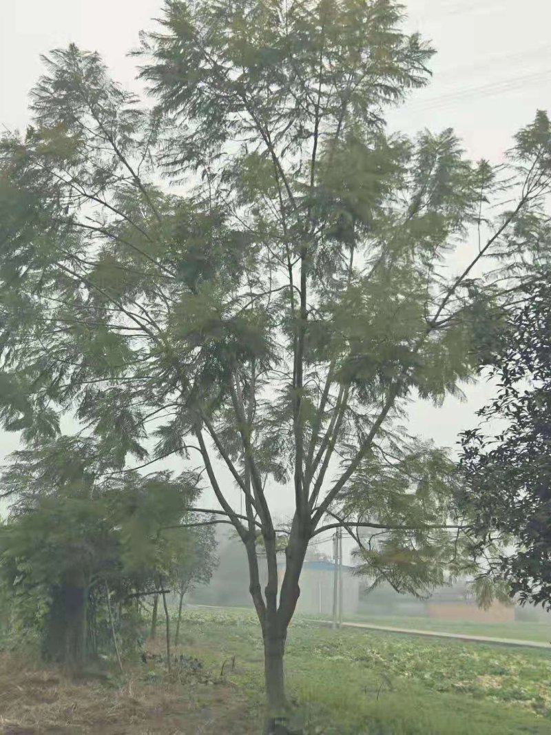 蓝花楹10-30公分的