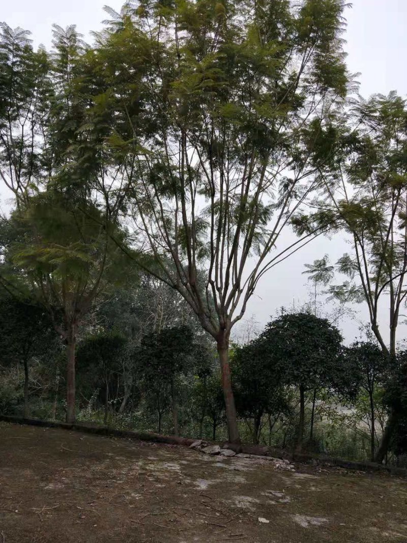 蓝花楹10-30公分的