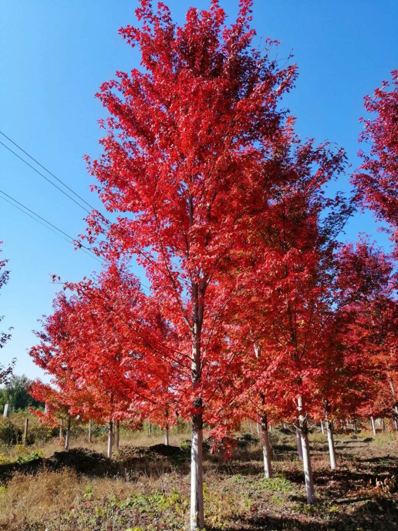 美国红枫秋火焰米径2-3cm