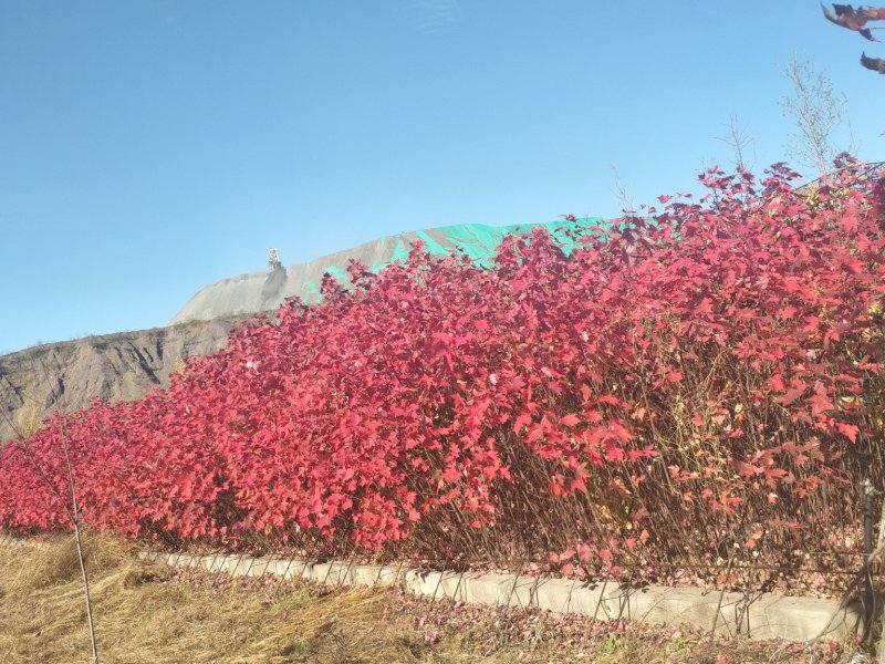美国红枫秋火焰米径2-3cm