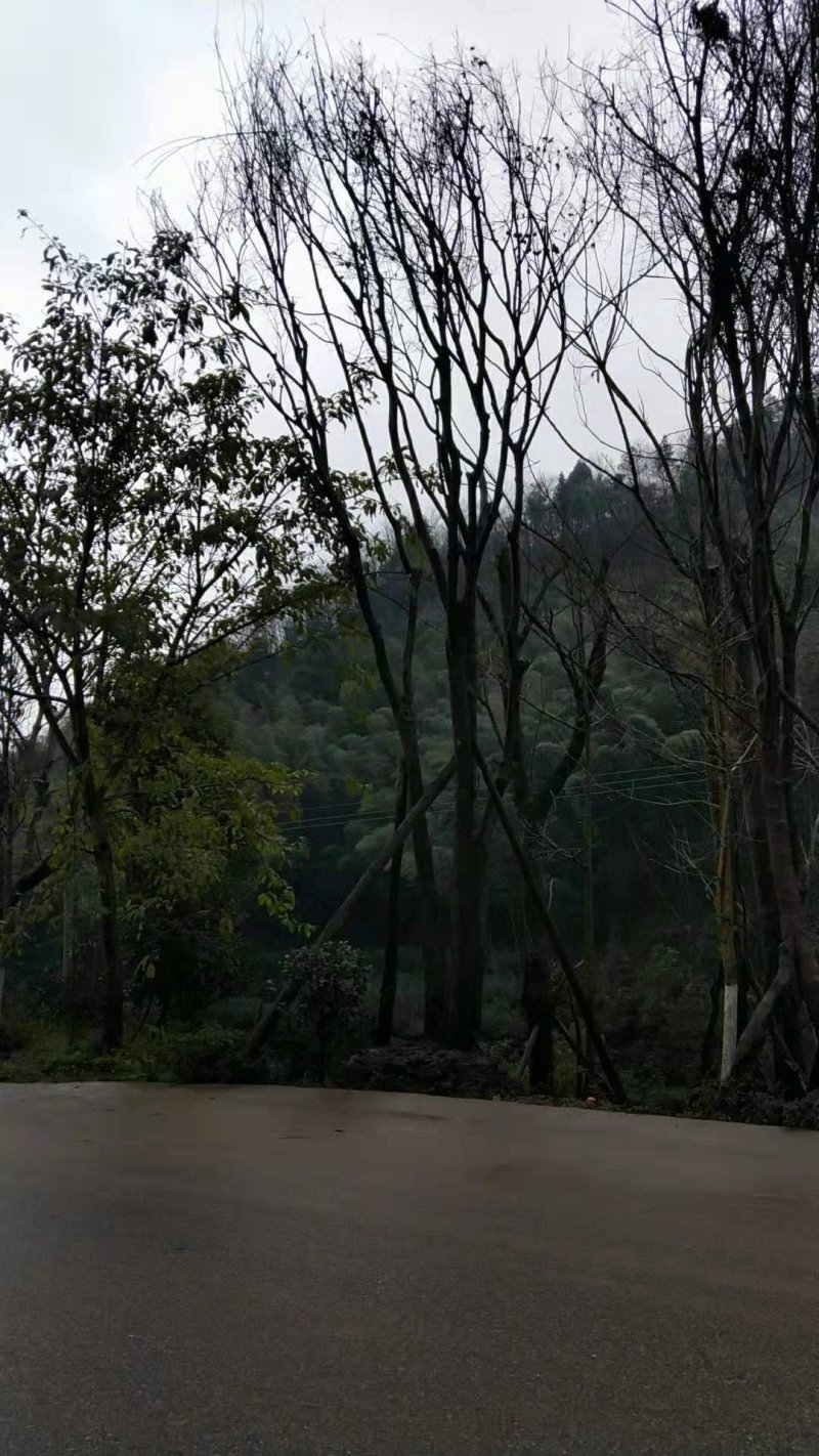 丛生朴树丛生朴树