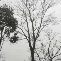 各种规格单杆朴树