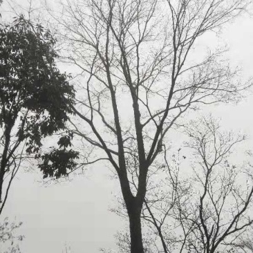 各种规格单杆朴树
