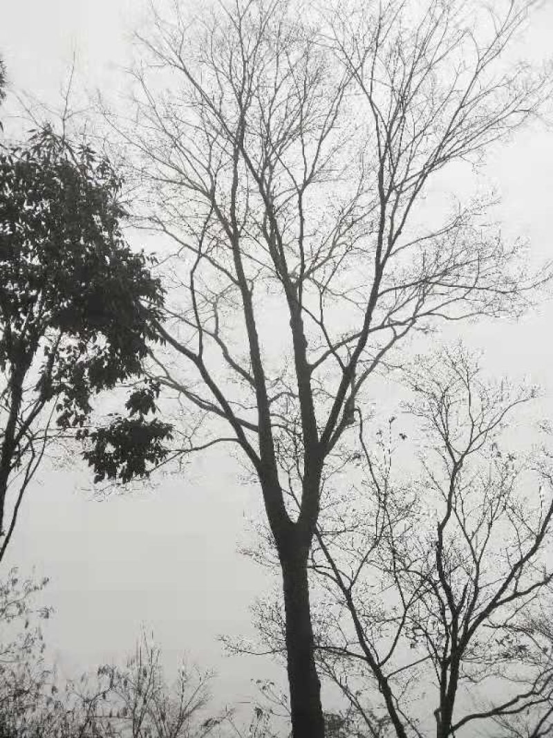 各种规格单杆朴树