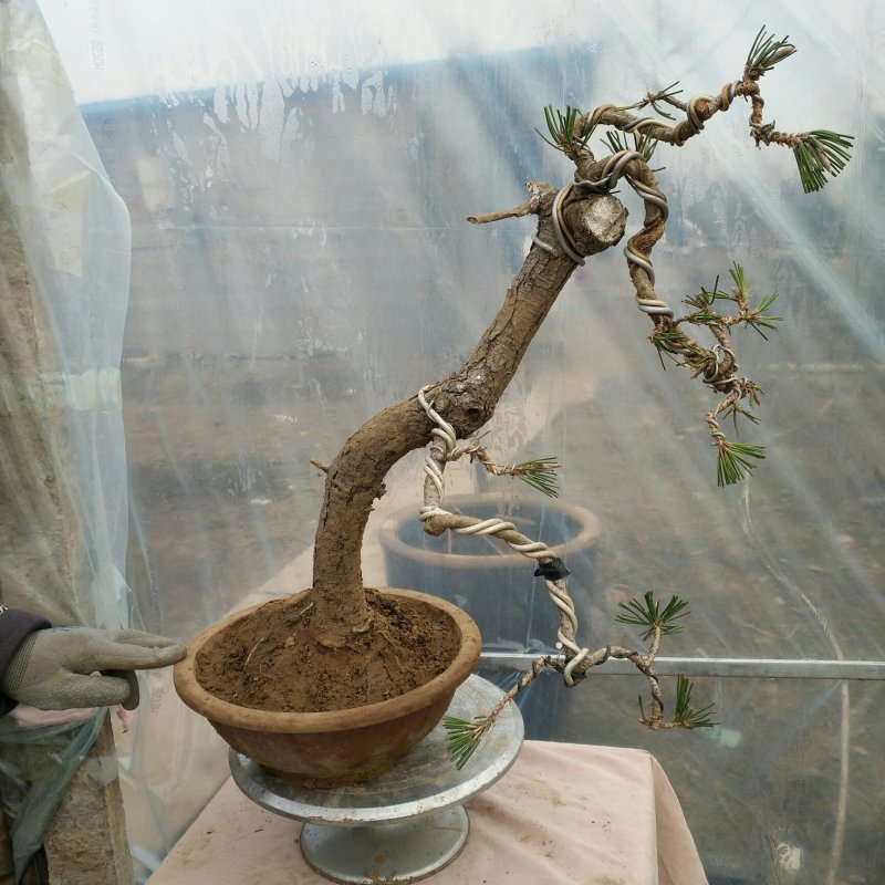 文人黑松