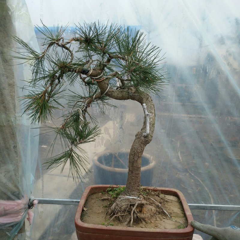 文人黑松