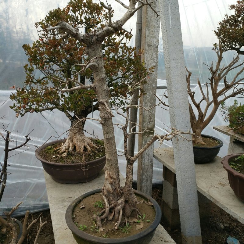 野山楂（双杆）