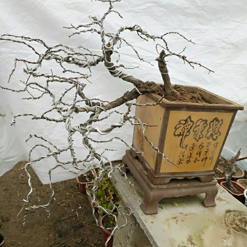 悬崖海棠