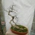 卫矛