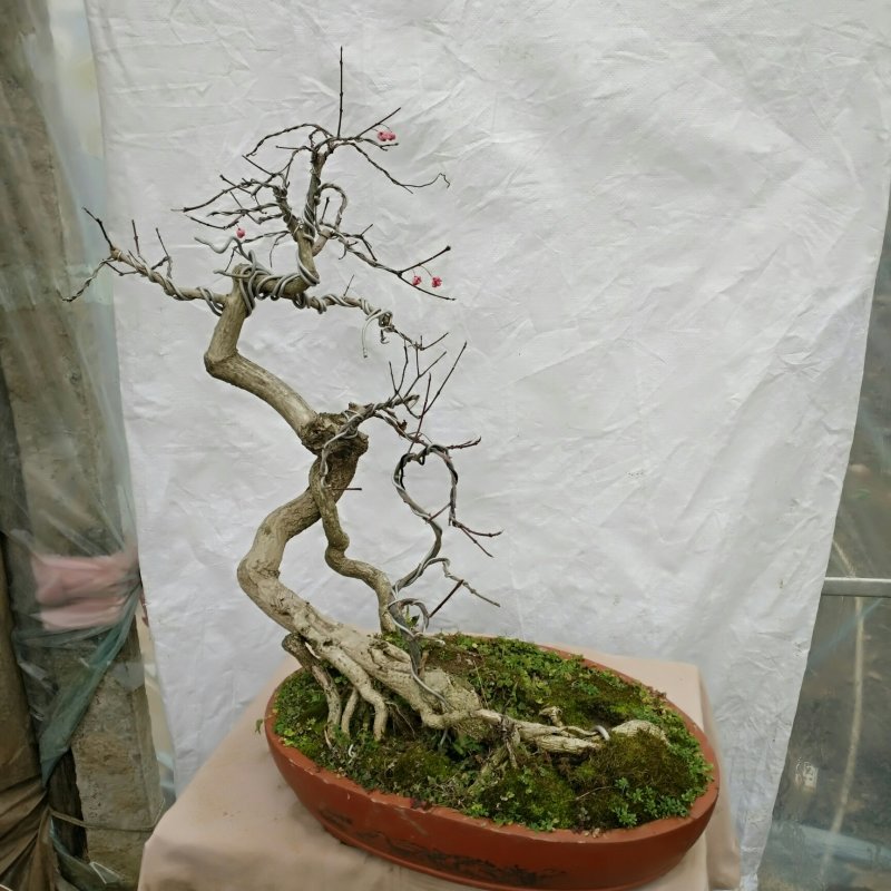 卫矛