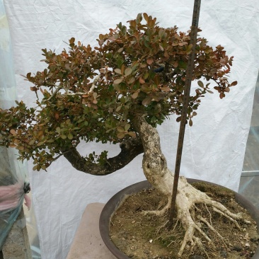 淋水黄杨（40年）