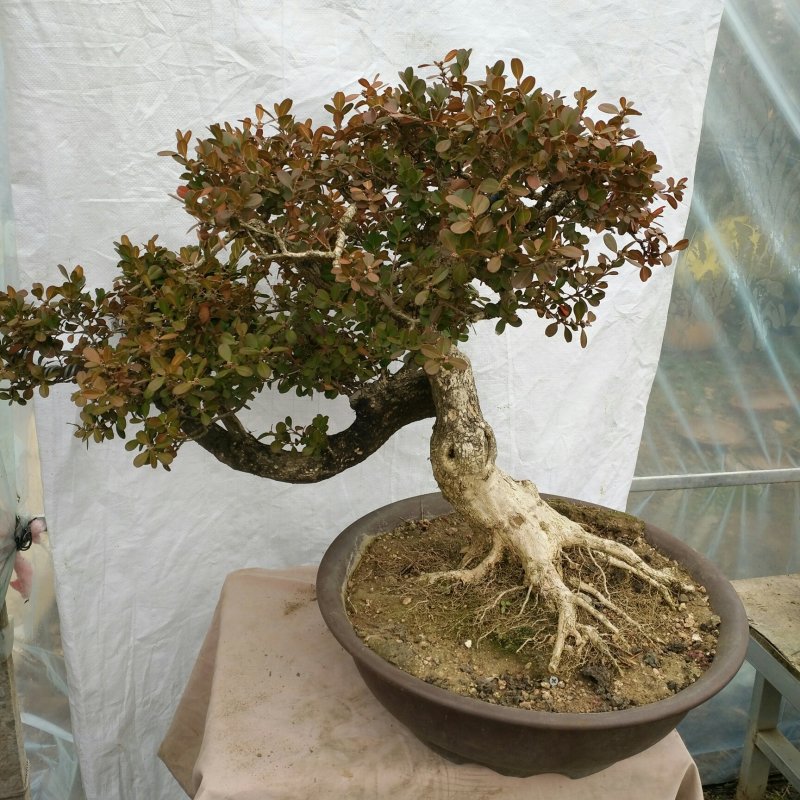 淋水黄杨（40年）