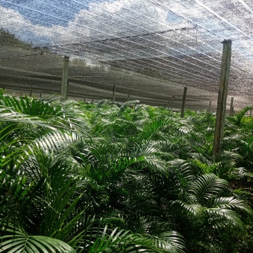 基地直销