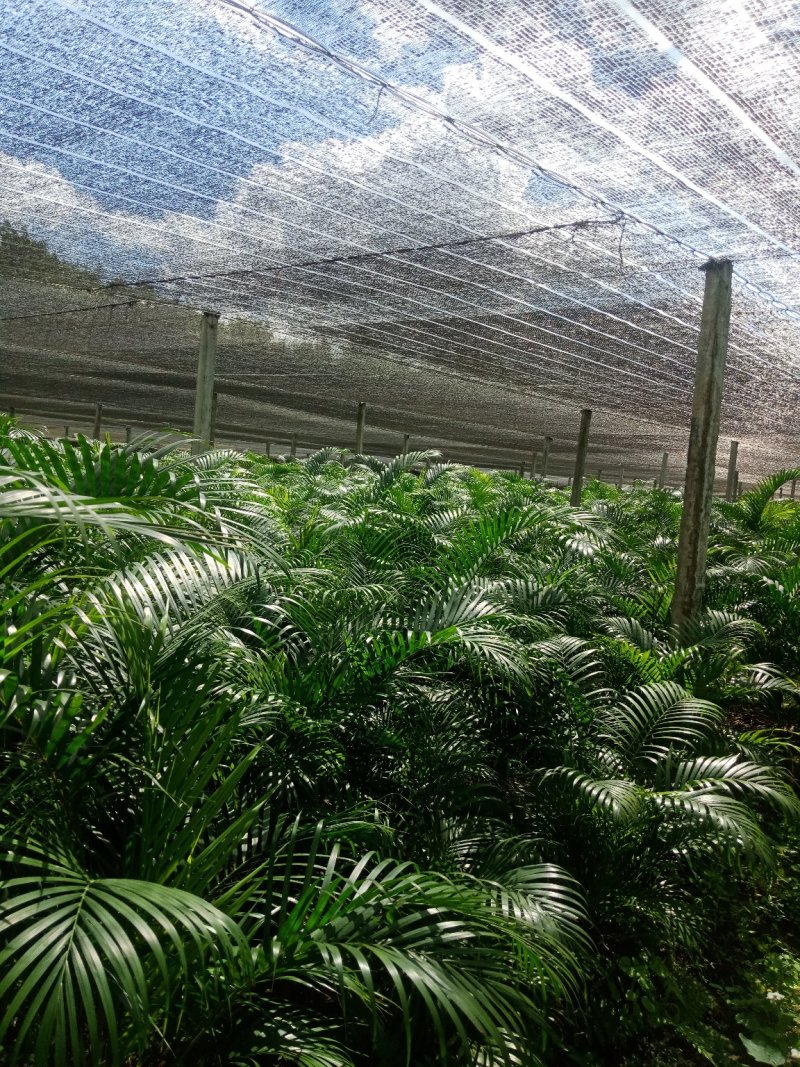 基地直销
