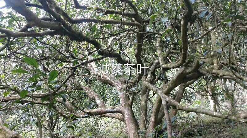 冰岛甜茶普洱茶生茶古树茶龙珠包邮