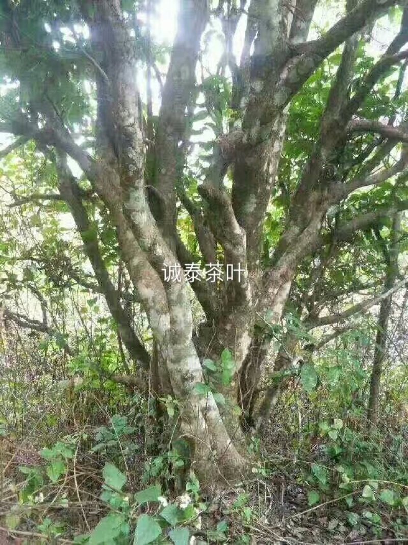 冰岛甜茶普洱茶生茶古树茶龙珠包邮