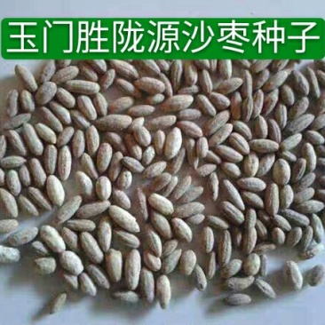甘肃玉门沙枣种子甘肃沙枣种子批发沙枣籽发芽率高成活好