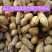 甘肃玉门沙枣种子甘肃沙枣种子批发沙枣籽发芽率高成活好