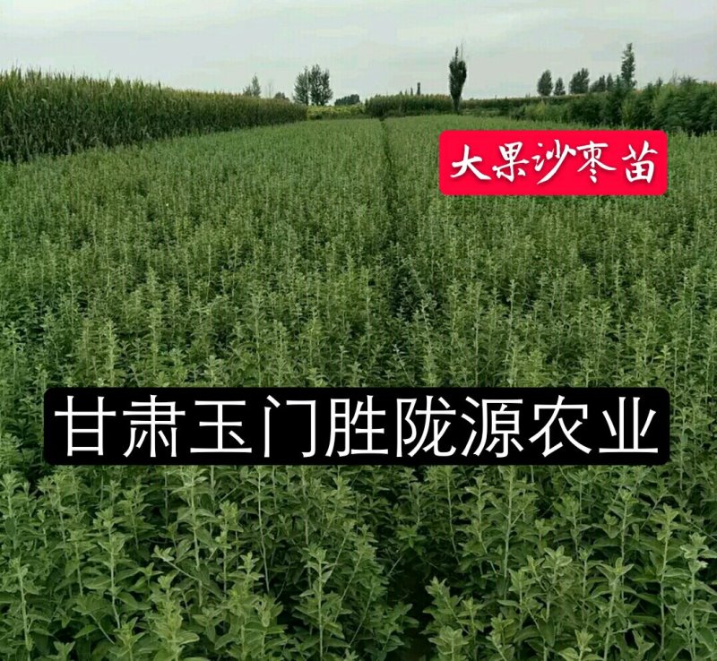 甘肃玉门沙枣种子甘肃沙枣种子批发沙枣籽发芽率高成活好