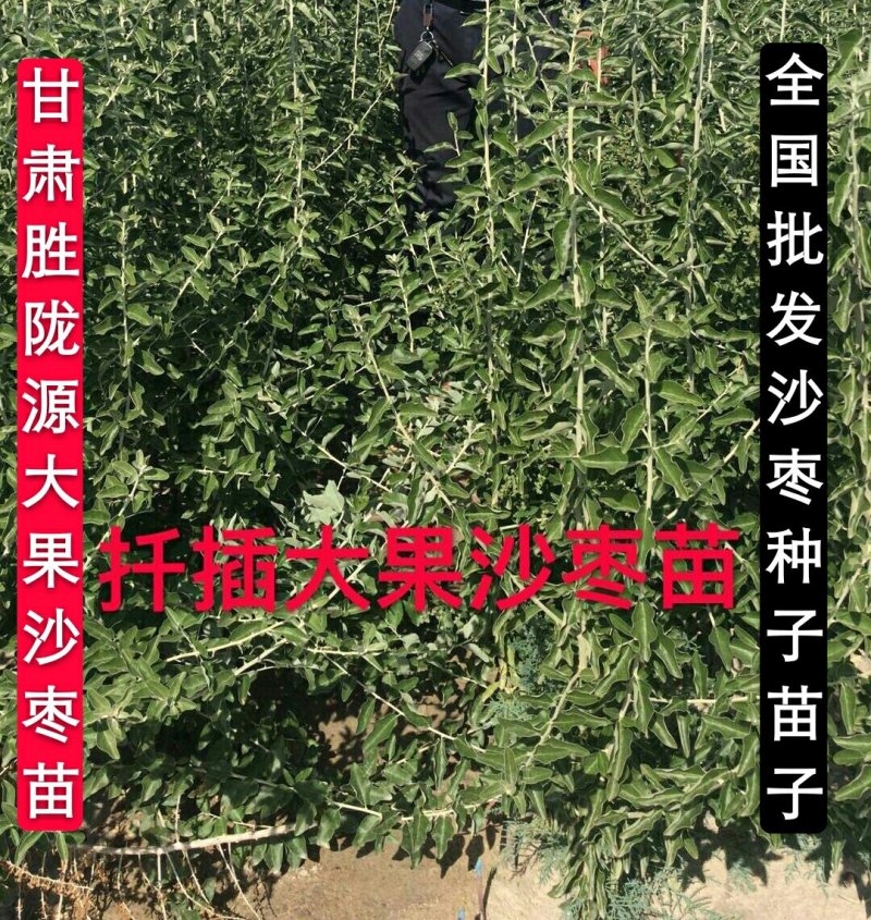 甘肃玉门沙枣种子甘肃沙枣种子批发沙枣籽发芽率高成活好