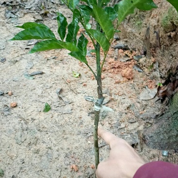 黑黃皮