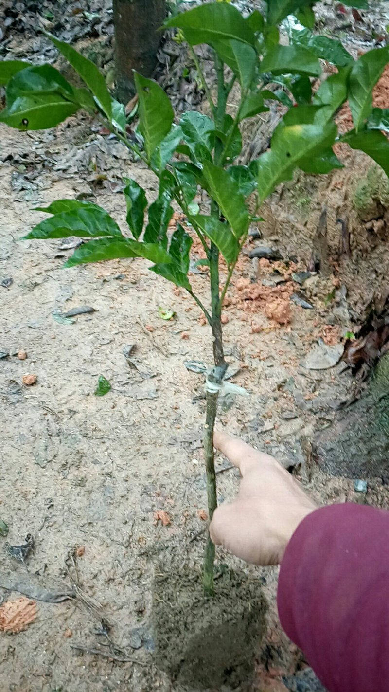 黑黃皮