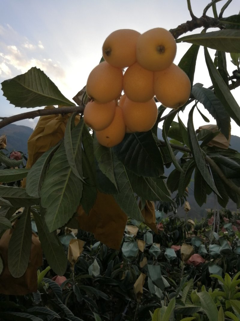 早中枇杷