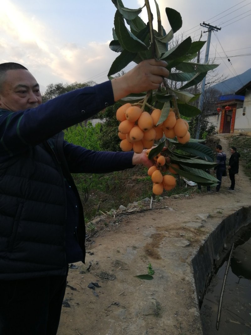 早中枇杷