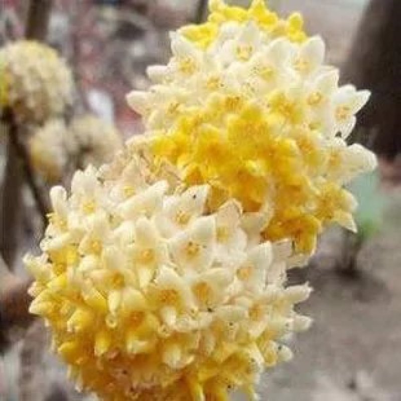 结香花，遍体生香，花叶不见