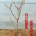 结香花,遍体生香,花叶不见