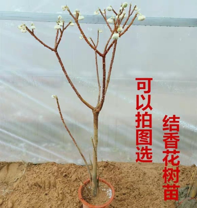 结香花，遍体生香，花叶不见