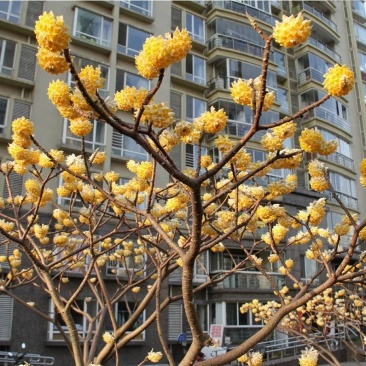 结香花,遍体生香,花叶不见