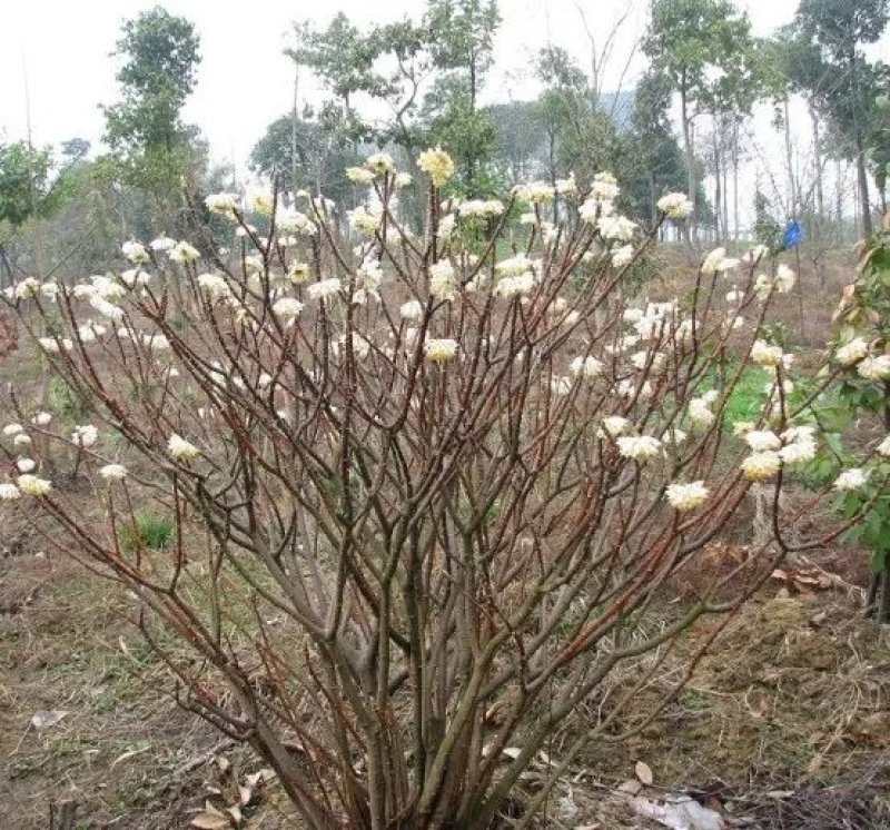结香花，遍体生香，花叶不见