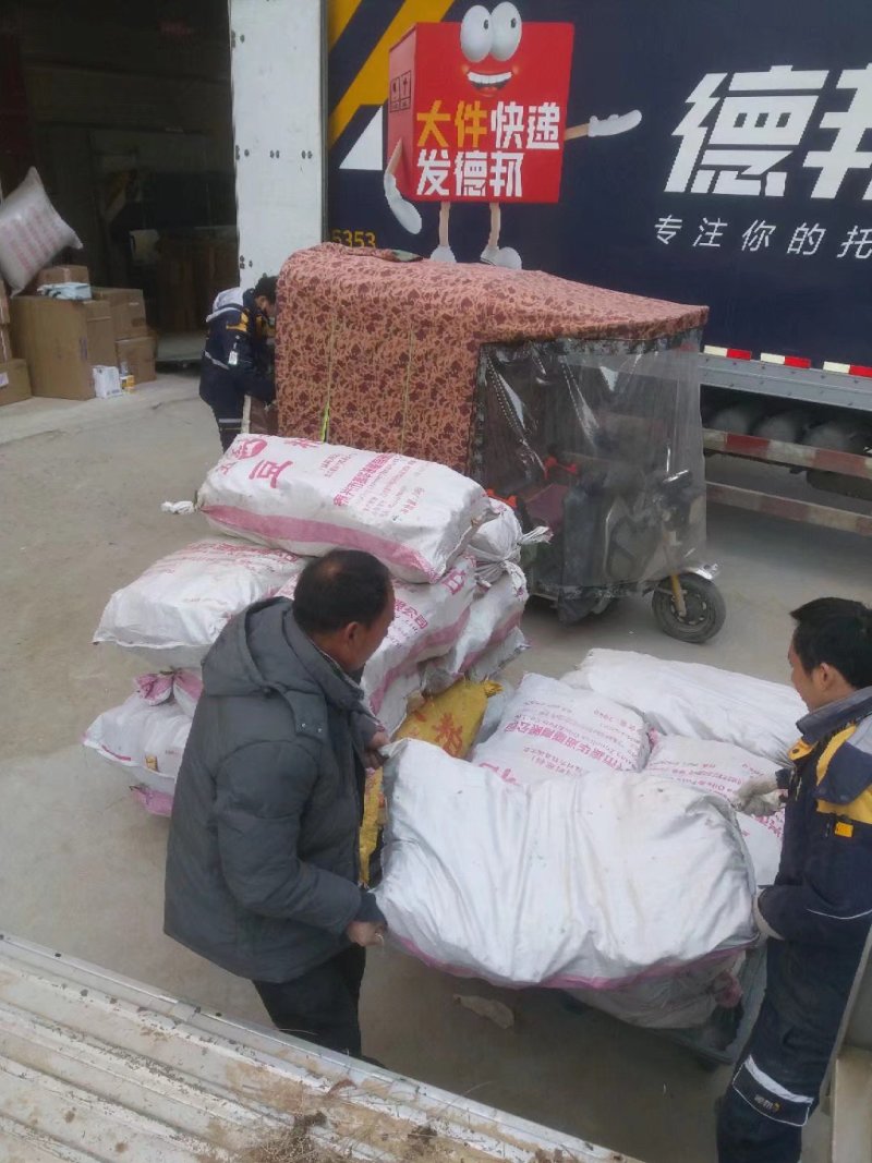 泡桐根泡桐树根河南货源梧桐树泡桐树